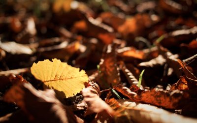 Fall Staufen